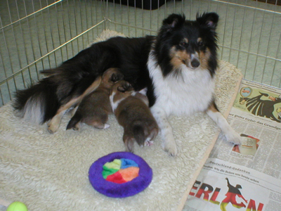 Nora mit M-Wurf 15.Tag